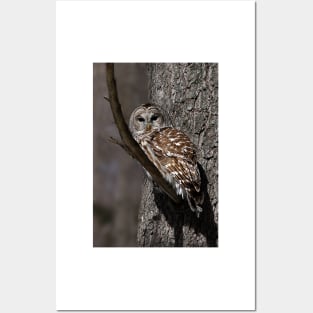 Barred Owl - Low, Quebec Posters and Art
